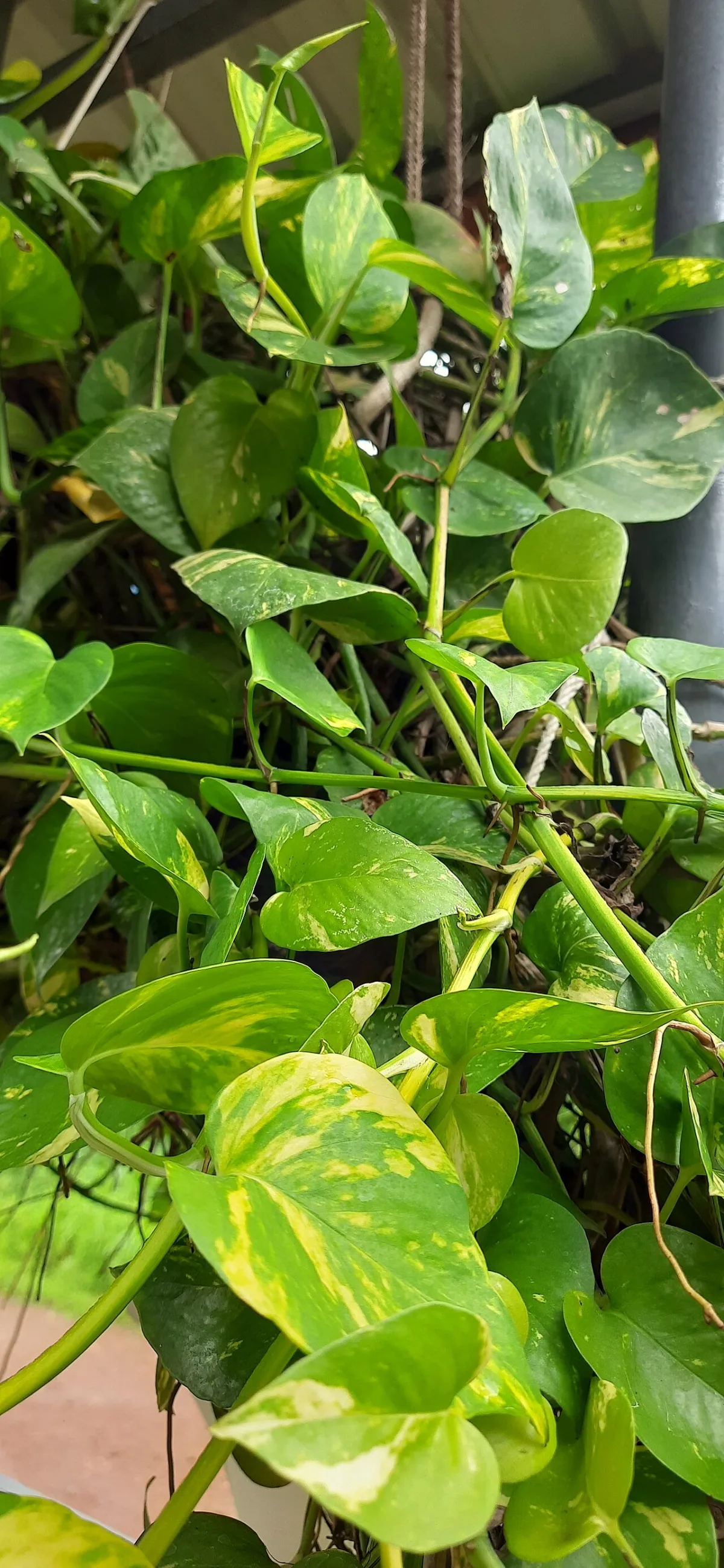 Hangende pothos plant met groen-gele bladeren